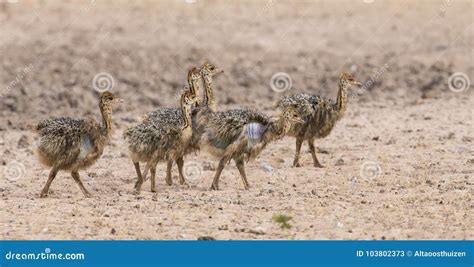 Family of Ostrich Chicks Running after Their Parents in Dry Kalahari Sun Stock Image - Image of ...