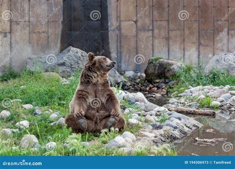 Movie Star Brutus the Grizzly Bear Editorial Stock Photo - Image of ...