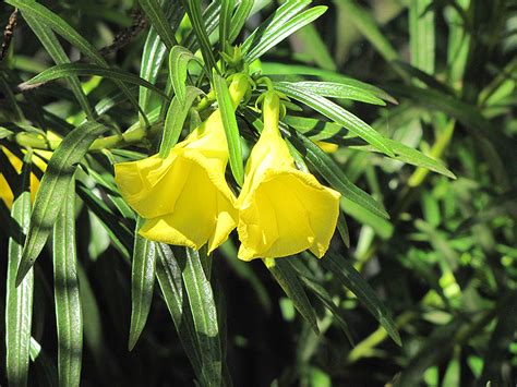 Yellow Oleander - Buchanan's Native Plants