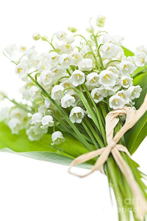 Lily-of-the-valley bouquet Photograph by Elena Elisseeva