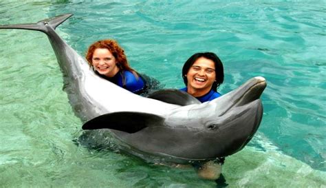 Swim With Dolphins Miami