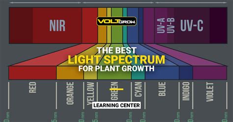What Is the Best Light Spectrum for Plant Growth?