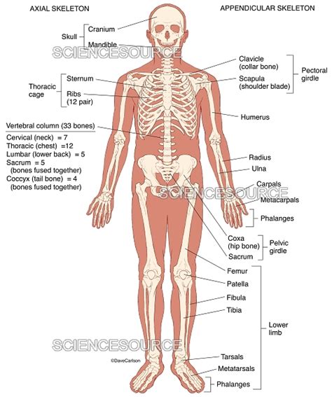 Human Skeleton (labeled), illustration | Stock Image - Science Source ...