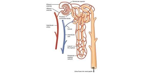 Regulation Of Renal Blood Flow - New