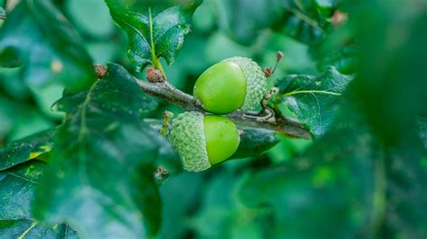 Are Oak Acorns Bad For Dogs