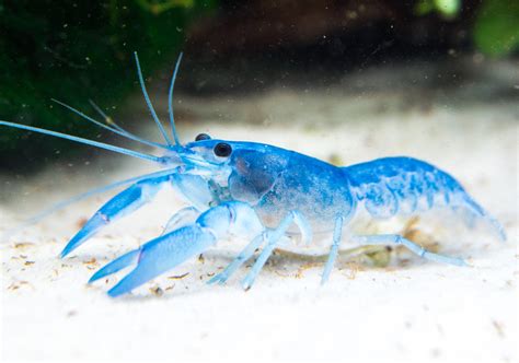 Blue Pearl Crayfish (Cherax albidus), Tank-Bred! - Aquatic Arts on sale today for $ 42.99