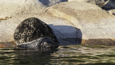 The Saimaa Ringed Seal (pusa hispida saimensis) is a sub-species of the ringed seal that lives ...