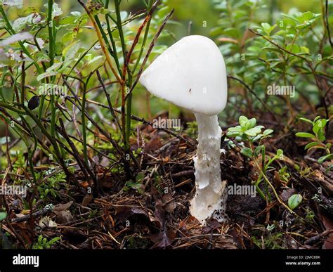 Amanita virosa, Destroying Angel mushroom Stock Photo - Alamy