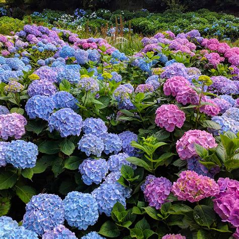 Endless Summer® Hydrangeas for Sale | BrighterBlooms.com