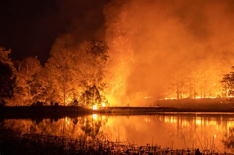 How You Can Support The Australian Bushfire Emergency & Relief Effort - The Green Hub