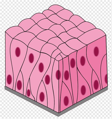 Simple Columnar Epithelium Diagram