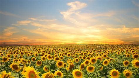 Pin by ashley marie on Beautiful World | Field wallpaper, Sunflower ...