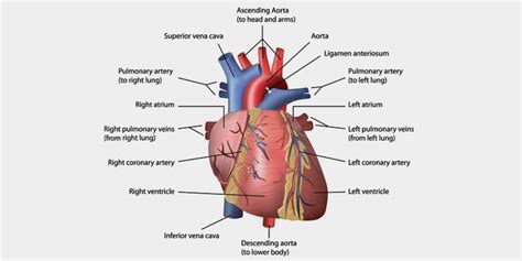 Top 12 Heart Functions with Parts, Location, & Diagram