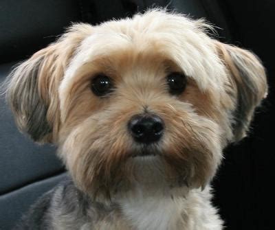 Is a Maltese Yorkie Mix the Right Dog for You?