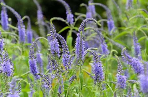 Veronica longifolia (Speedwell)