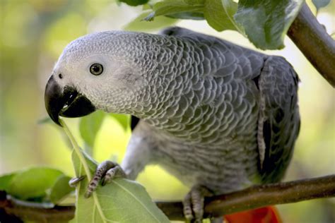 African Grey Parrot Facts - CRITTERFACTS