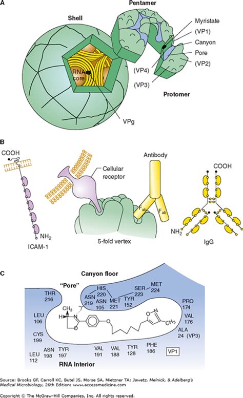 47+ Listen von Rhinovirus Structure Rhinovirus Diagram? Learn and ...