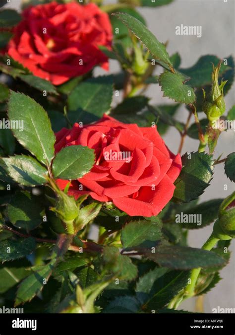 red rose close up Stock Photo - Alamy