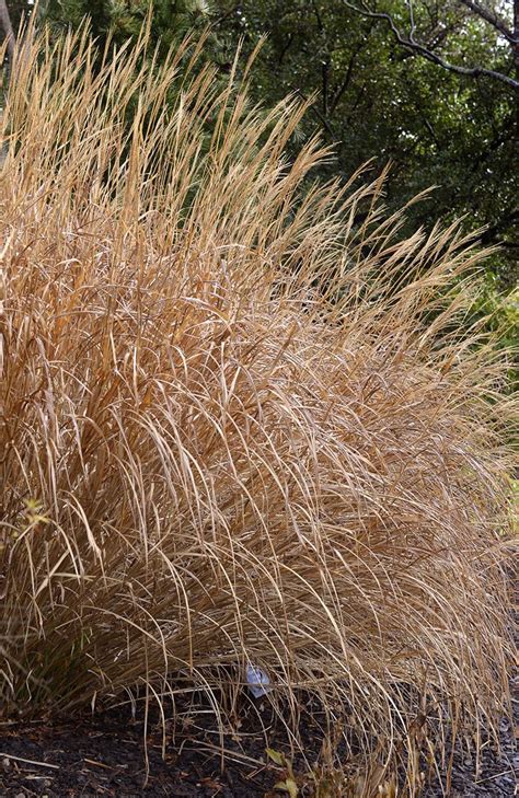 Miscanthus sinensis Gracillimus | Dunedin Botanic Garden Official Website