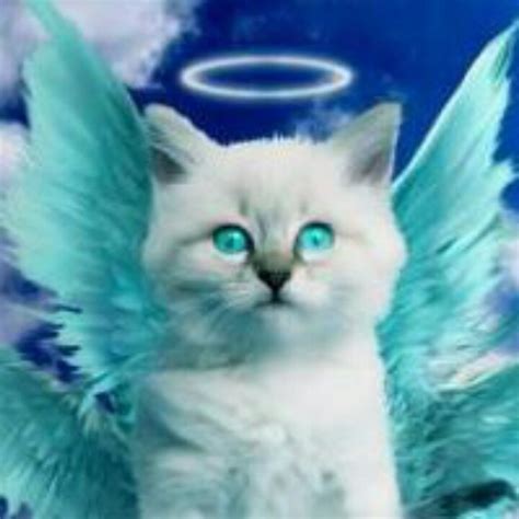 Angel Cat tattoo for my grandma | Cute cats, Kitten images, Beautiful cats