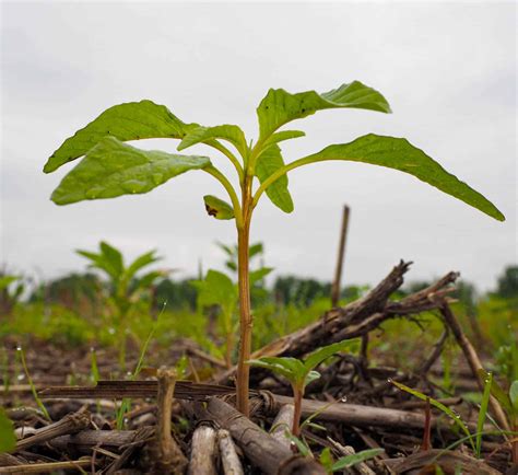 Waterhemp - Getting Rid Of Weeds