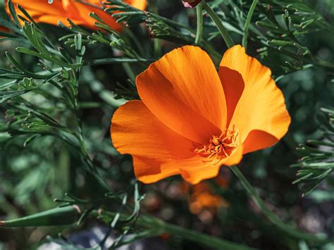 California poppy | Description & Facts | Britannica