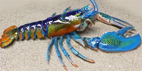 Rainbow lobster is 🔥 as fuck : r/NatureIsFuckingLit