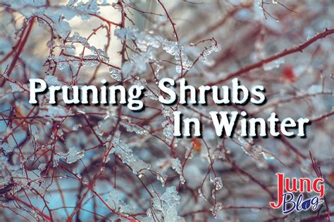 Pruning Shrubs In Winter | Jung Seed's Gardening Blog