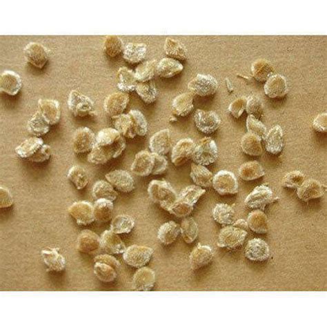 Tomato Seeds - Eduscience