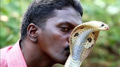 Kerala’s famous snake rescuer battling for life after cobra bite ...