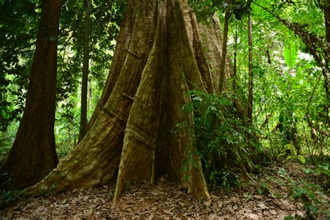 Descubren al árbol más alto del mundo - National Geographic en Español