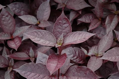 Purple Knight Alternanthera (Alternanthera dentata 'Purple Knight') in Greensboro High Point ...