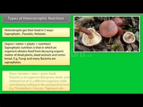 Types Of Heterotrophic Nutrition - A Plus Topper | Nutrition, Organic matter, Fungi