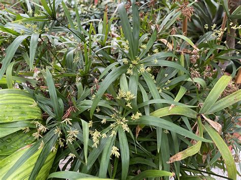 Cyperus alternifolius (Cyperaceae) image 238689 at PhytoImages.siu.edu