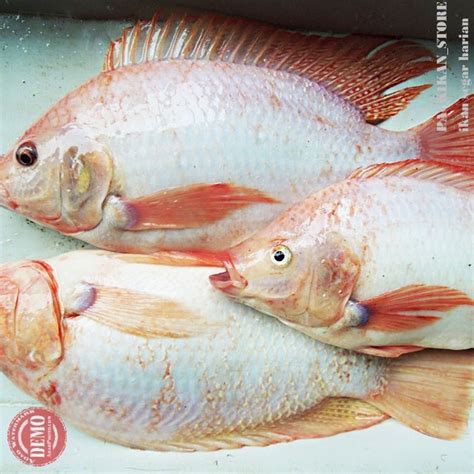 Jual Ikan Nila Merah Tilapia Jumbo 1 Ekor Segar Fresh Bergaransi ...