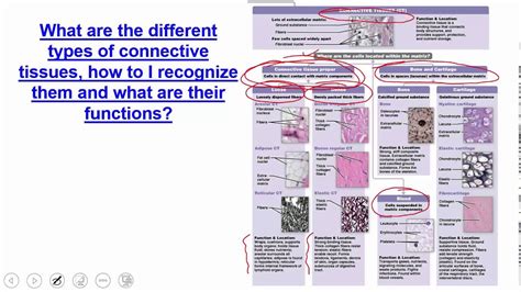 Tissue Level of Organization: Connective Tissue - YouTube