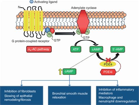 Mechanism of action of phosphodiesterase 4 inhibitors (PDEIs). PDE4Is... | Download Scientific ...