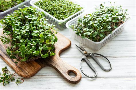 How to grow microgreens: sow, water & harvest - Plantura