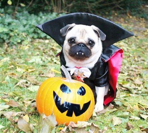 Pug halloween costumes, Pet halloween costumes, Pet costumes