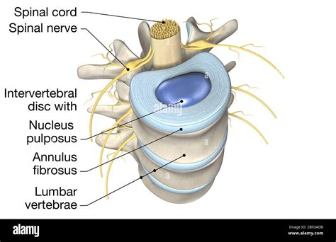 Lumbar Intervertebral Disc