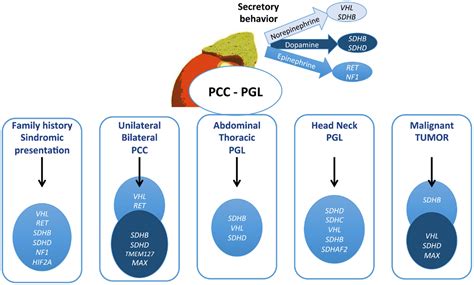 Frontiers | Pheochromocytomas and Paragangliomas: Clinical and Genetic Approaches | Endocrinology