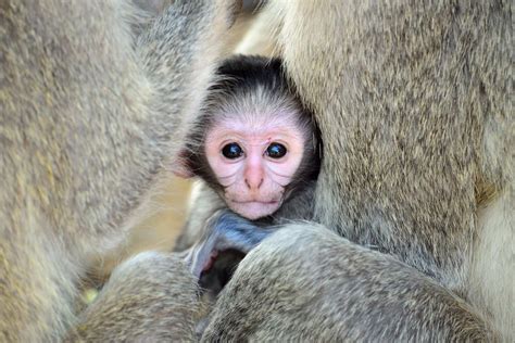 Baby Vervet Monkey Kruger National Park, National Parks, Vervet Monkey ...