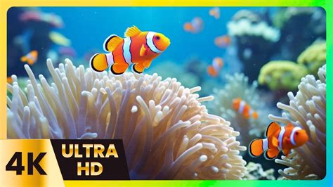 4k Fish 🐬 Calming Piano for Peaceful Relaxation in 4 Minutes | Oceanic Journey - YouTube