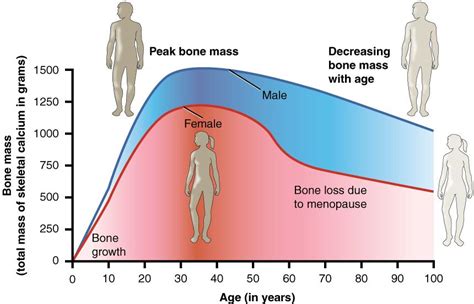 13.1: Introduction to Bone Health - Medicine LibreTexts