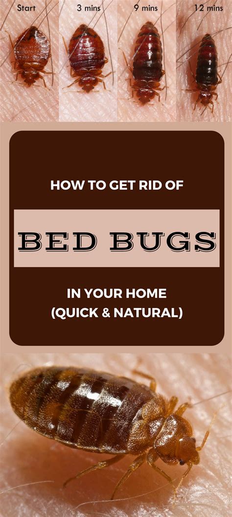 Learn how to get rid of bed bugs in your home (quick and natural). | Rid of bed bugs, Bed bugs ...