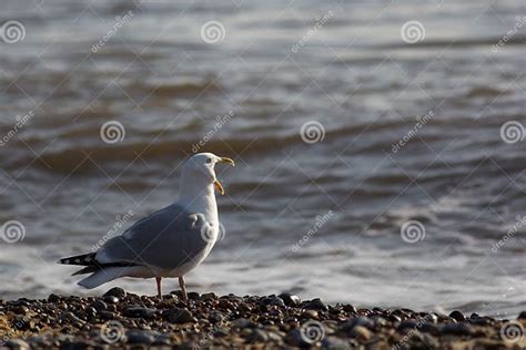 Song Bird. Funny Animal Meme of Seagull Screaming at the Sea. Stock ...