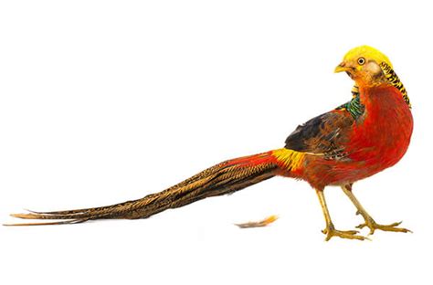 Golden Pheasant - Facts and Beyond | Biology Dictionary