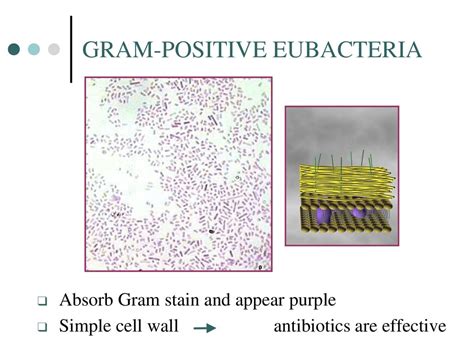 KINGDOM MONERA (BACTERIA) - ppt download