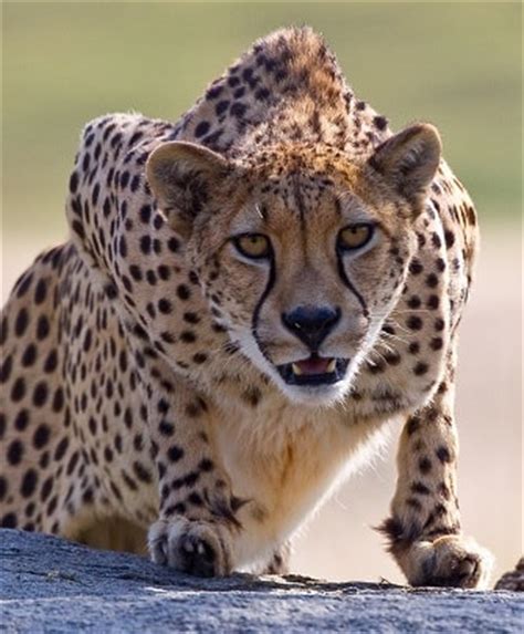 AFRICA ANIMALS- over 15 key facts