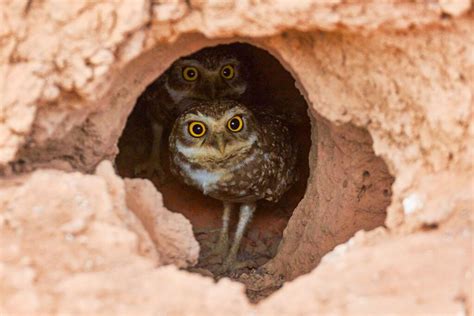 Burrowing owls are a small species native to the Americas (slightly ...